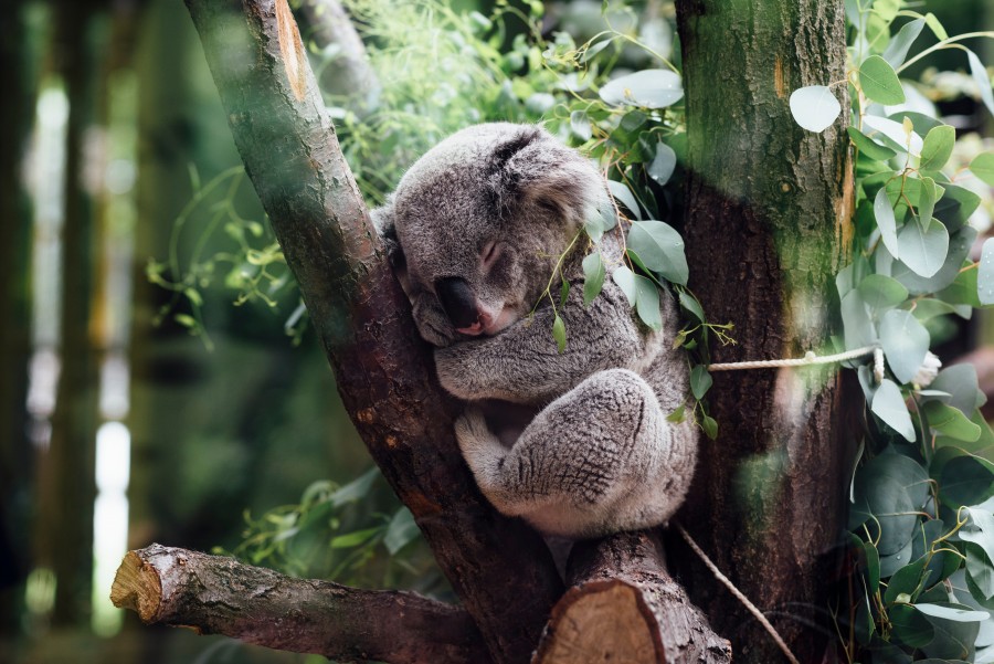 koala, animal, sleeping, sleeping, relaxing, quiet, jungle, forest,
